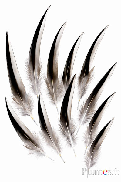 Ente Madagaskar - 12-14 cm - natur